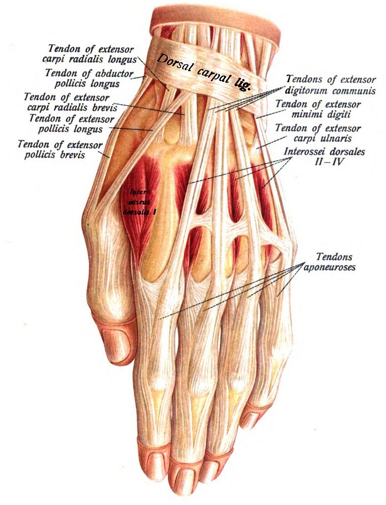 An anatomical illustration from the 1909 edition of Sobotta's Atlas and Text-book of Human Anatomy with English terminology.