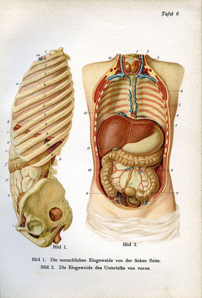 Illustration aus dem Buch: Der ärztliche Ratgeber in Wort und Bild. Unter Mitwirkung hervorragender Fachmänner herausgegeben…