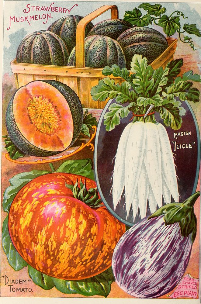 Title: Childs' rare flowers, vegetables and fruits, 1900 : 25th anniversaryIdentifier: childsrareflower00john_5 (find…