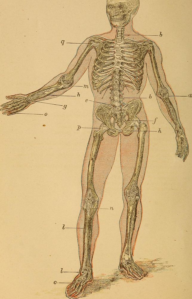 Identifier: humanbodybeginne00mart (find matches)Title: The human body. A beginner's text-book of anatomy, physiology and…