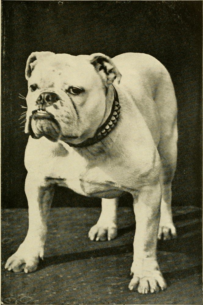 Title: Dogs and all about themIdentifier: dogsallaboutthem00leig (find matches)Year: 1910 (1910s)Authors: Leighton, Robert…