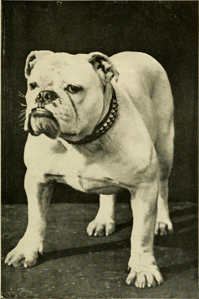 ripped american bulldog