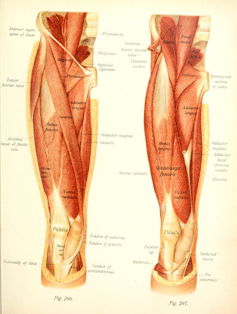 Title: Atlas and text-book of human anatomyIdentifier: atlastextbookofh01sobouoft (find matches)Year: 1914- (1910s)Authors:…