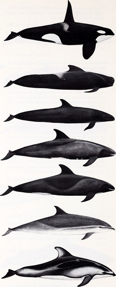 Killer whale (Orcinus orca), Short-finned pilot whale (Globicephala macrorhynchus), False killer whale (Pseudorca…