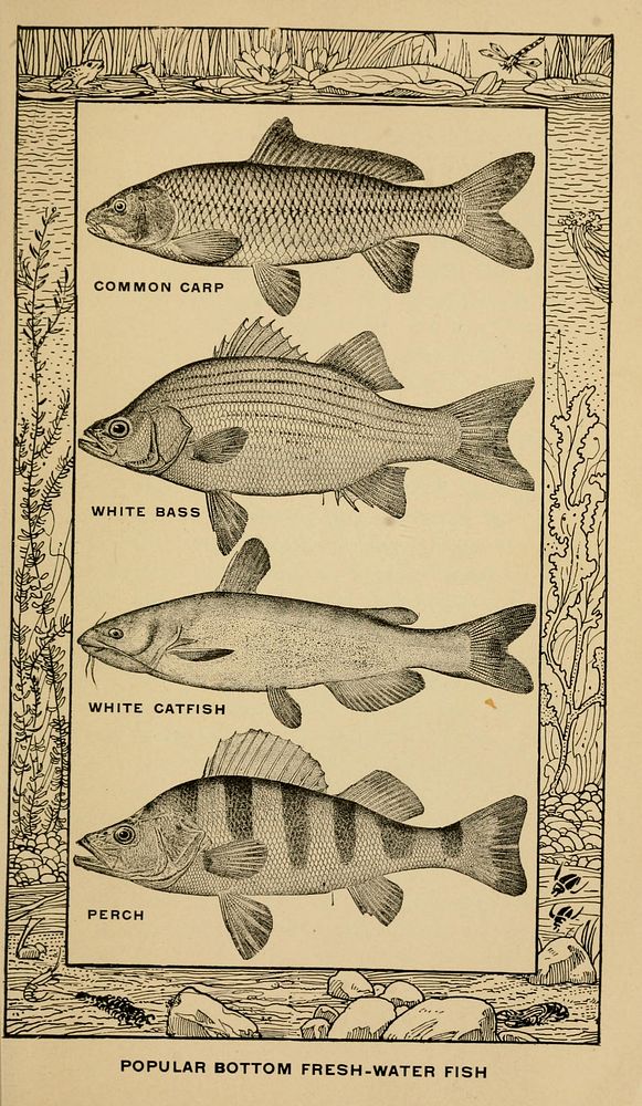 Identifier: bookoffishfishin00rhea (find matches)Title: The book of fish and fishing;Year: 1908 (1900s)Authors: Rhead…