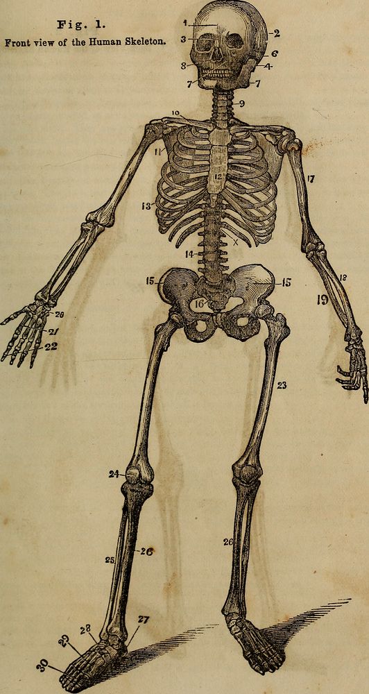 Identifier: anatomyphysiolog00jord (find matches)Title: "Anatomy, physiology and laws of health;"Year: 1885 (1880s)Authors:…