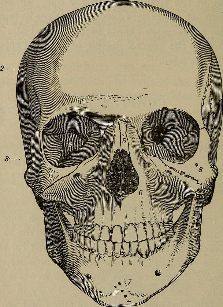 Identifier: academicphysio00bran (find matches)Title: An academic physiology and hygiene ..Year: 1903 (1900s)Authors:…