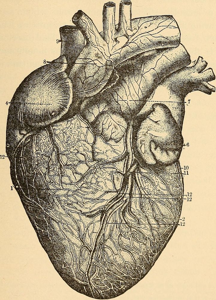 Identifier: anatomyphysiolog00walk (find matches)Title: Anatomy, physiology and hygieneYear: 1900 (1900s)Authors: Walker…