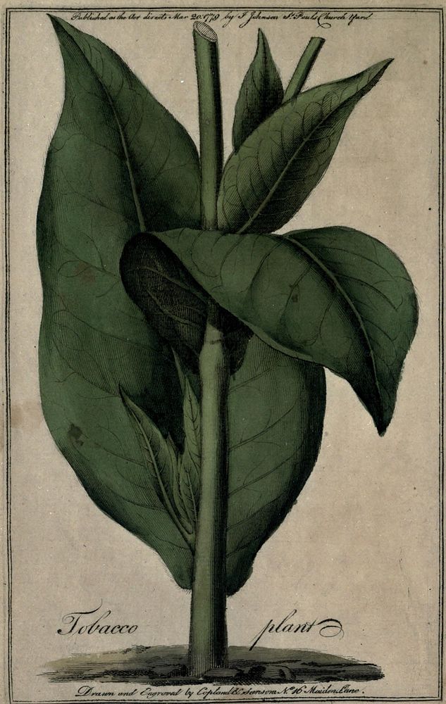 A treatise on the culture of the tobacco plant; with the manner in which it is usually cured.