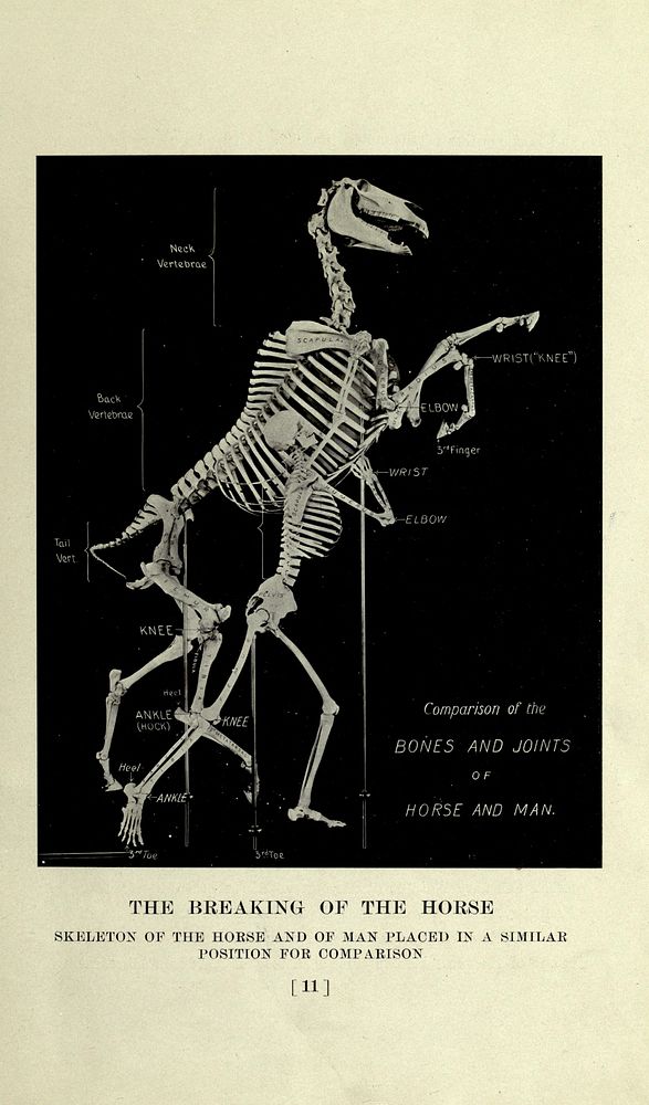 The horse, past and present, in the American Museum of Natural History and in the Zoological Park / by Henry Fairfield…