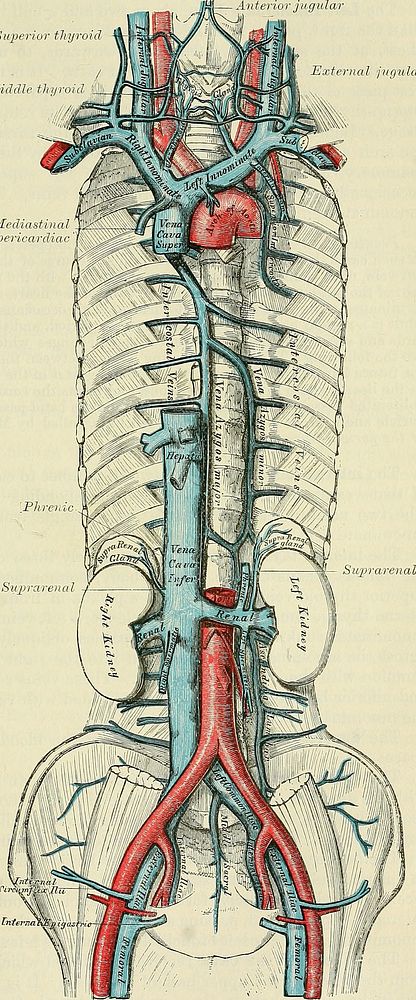 Identifier: anatomydescripti1897gray (find matches)Title: Anatomy, descriptive and surgicalYear: 1897 (1890s)Authors: Gray…