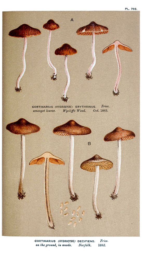 Illustrations of British Fungi (Hymenomycetes) Vol VI, to serve as an atlas to the "Handbook of British Fungi". by Mordecai…