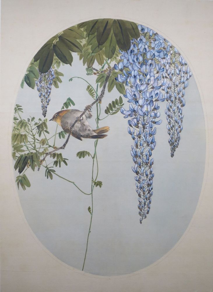 Japanese Robin in Wisteria by Watanabe Seitei (Watanabe Shotei), Tokyo National Museum