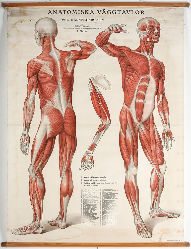 Gustaf Wennman-Anatomical poster