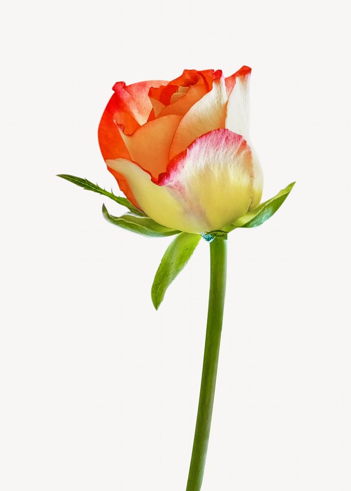 Rose fresh floral isolated image on white