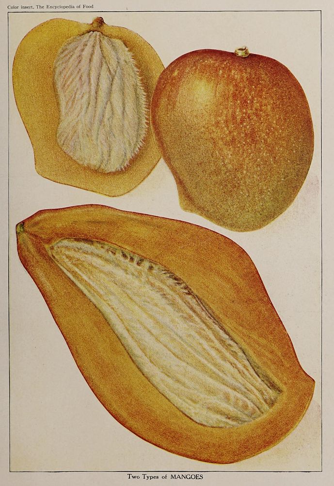 Two types of Mangoes, Illustration from The Encyclopedia of Food by Artemas Ward