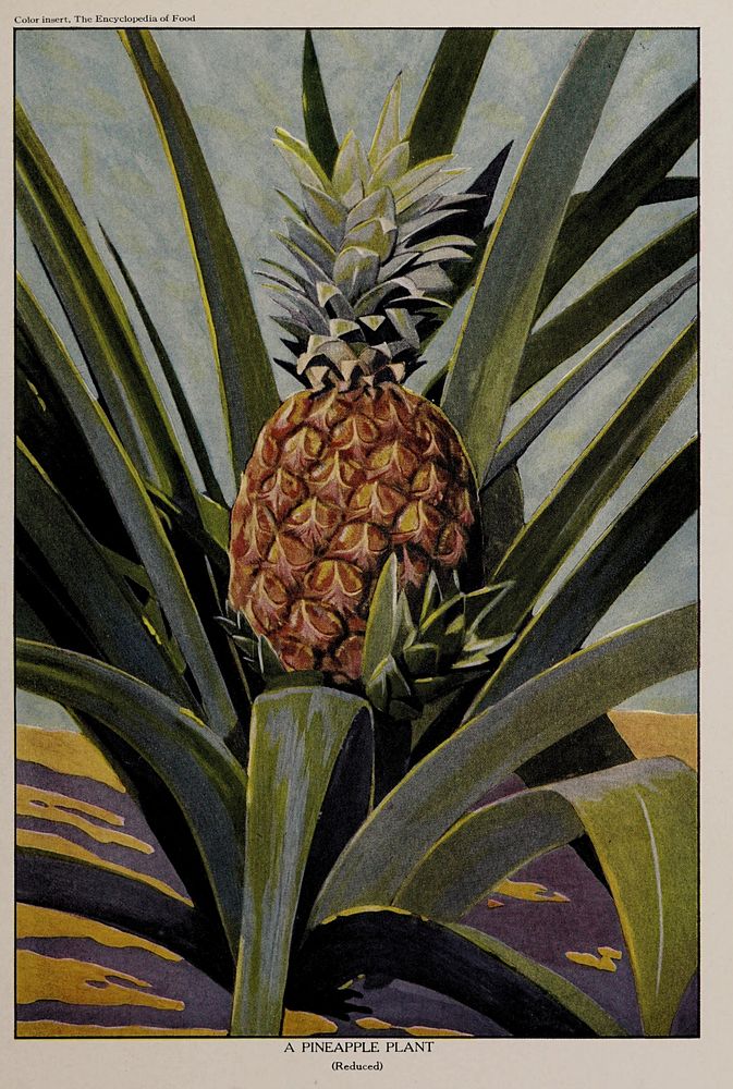 A Pineapple Plant, illustration from The Encyclopedia of Food by Artemas Ward