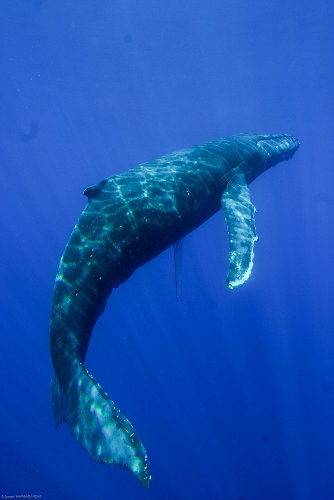 Humpback whale at Hawaiian Islands Humpback Whale National Marine Sanctuary.Photo credit: Ed Lyman/NOAA