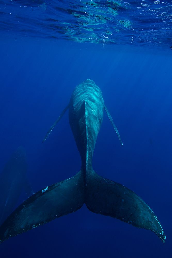 Say hasta lu-whale-go to this humpback whale swimming off into the cerulean waters of Hawaiian Islands Humpback Whale…