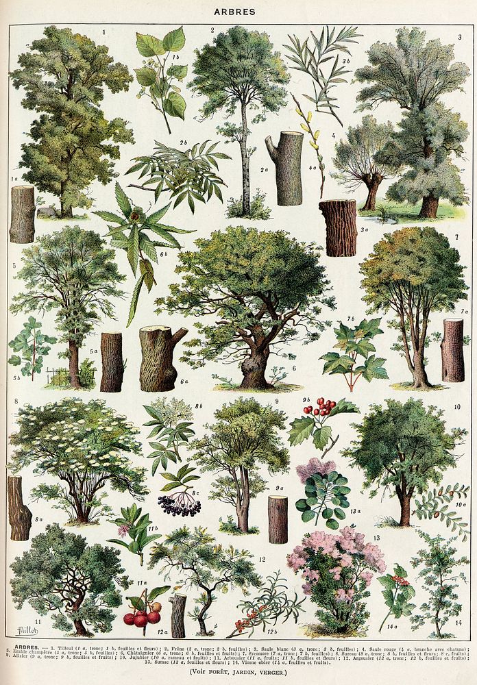 Arbres-couleurs-2 - trees in colour - Public domain book illustration (visual explanation, informative drawing, plate) from…
