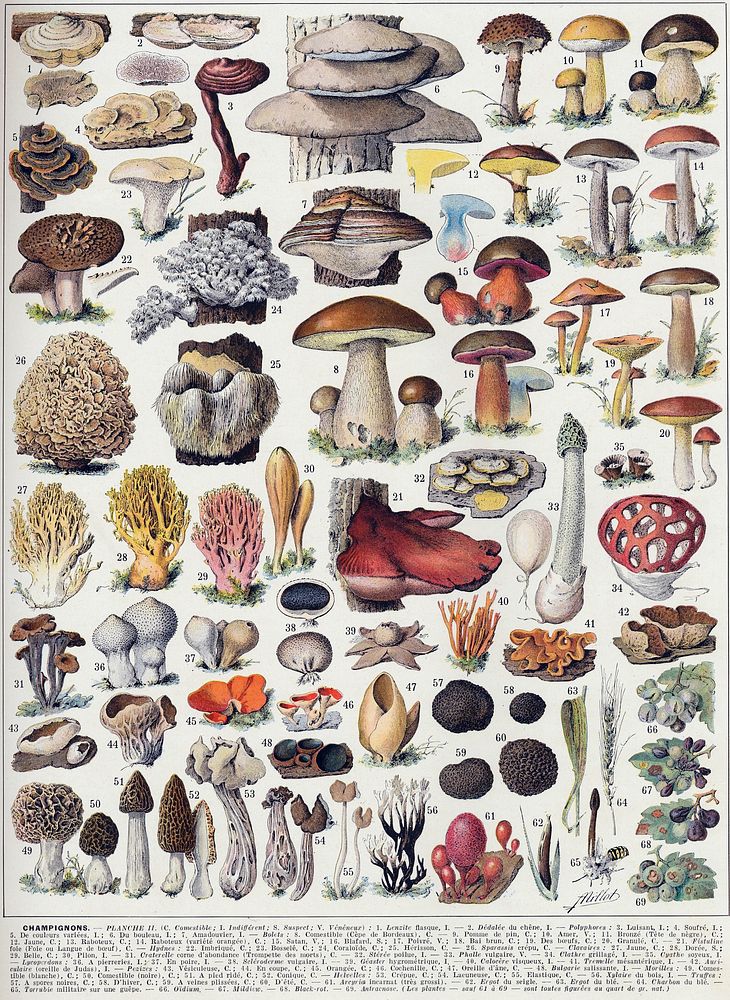 Champignons-couleurs 2 - Mushrooms colour plate 01 - Public domain illustration from Larousse du XXème siècle 1932Éditions…