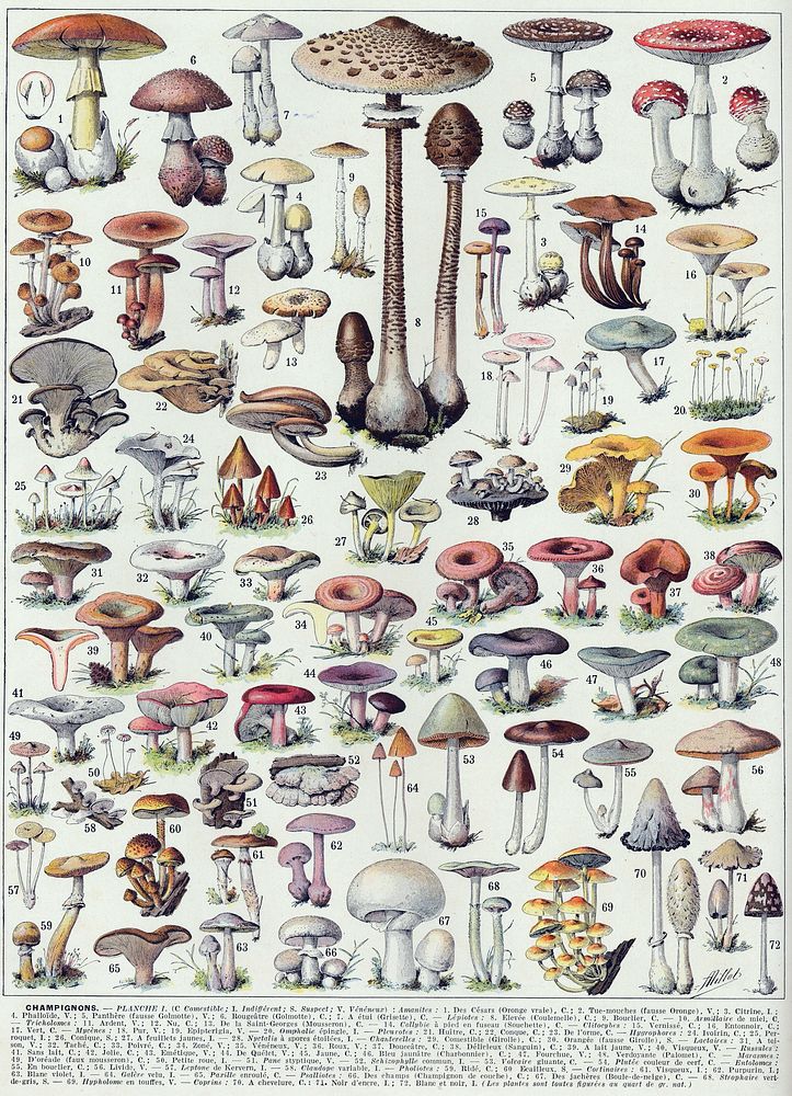 Champignons-couleurs 1 - Mushrooms colour plate 01 - Public domain illustration from Larousse du XXème siècle 1932Éditions…