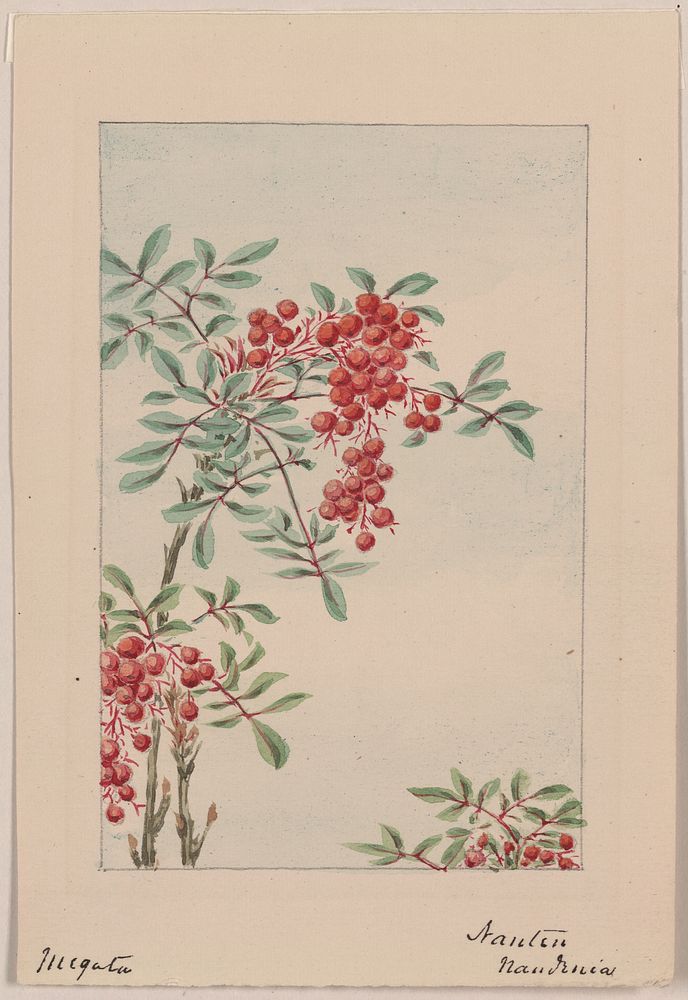 Nandina bush with berries during 1870&ndash;1880 by Megata Morikaga. 
