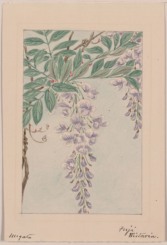 Wisteria vine with leaves and blossoms during 1870&ndash;1880 by Megata Morikaga. 
