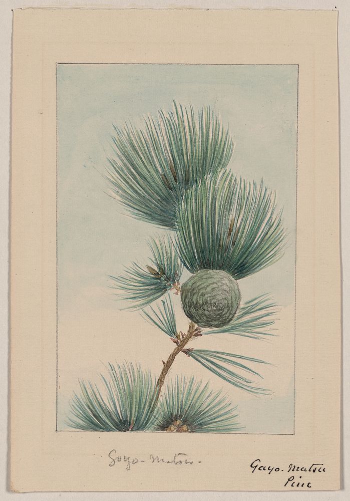 Gayo matsu pine during 1870&ndash;1880 by Megata Morikaga. 