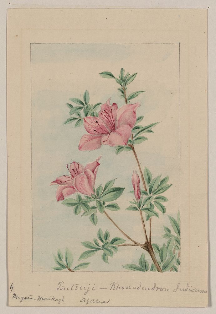 Tsutsuji rhododendron Judicum (azalea) during 1870&ndash;1880 by Megata Morikaga. 