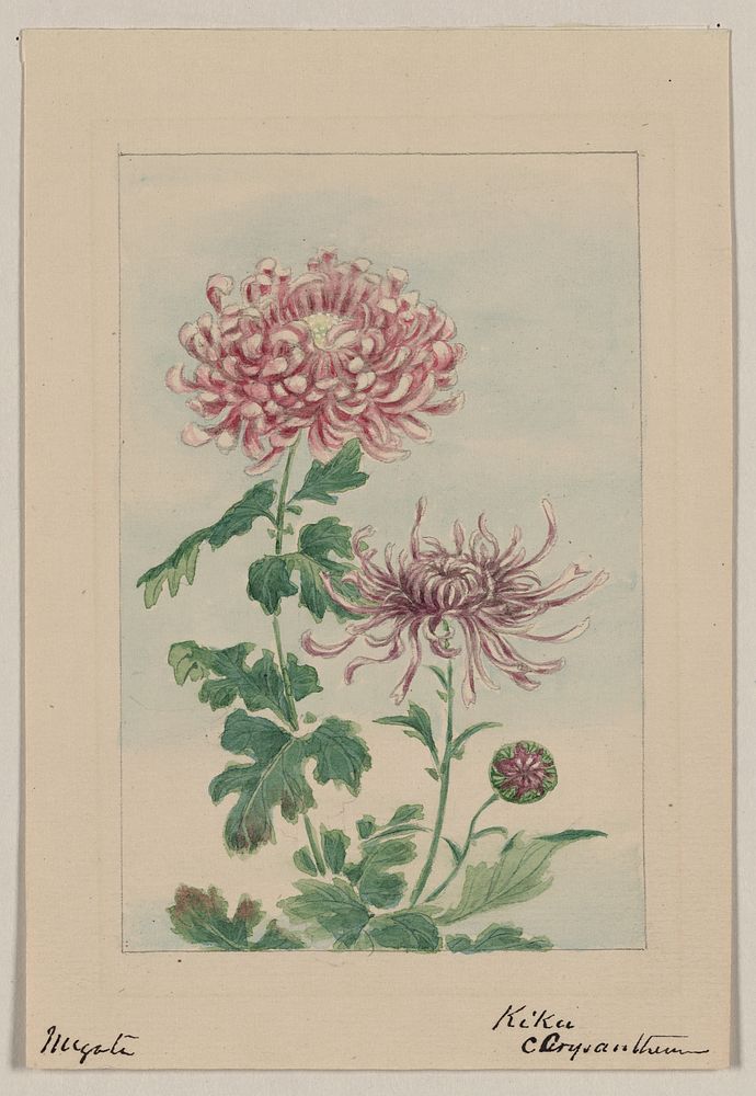 Kiku (chrysanthemum) during 1870&ndash;1880 by Megata Morikaga. 