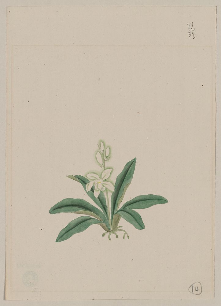 Orchids (ca. 1870&ndash;1880) painting in high resolution. 