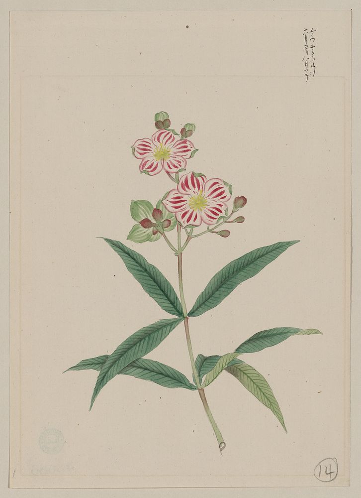 Japanese red on white blossoms (ca. 1870&ndash;1880) painting in high resolution. 