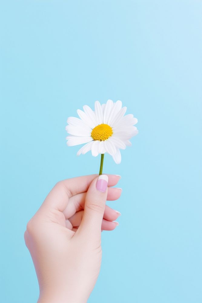 White daisy hand holding flower. 