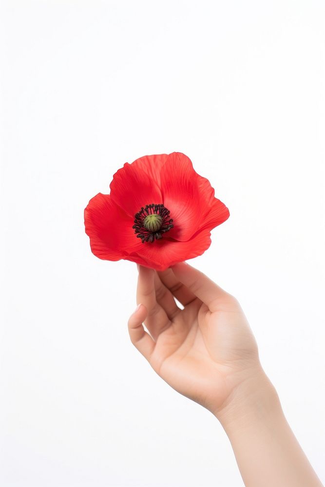 Red anemone holding flower nature. 