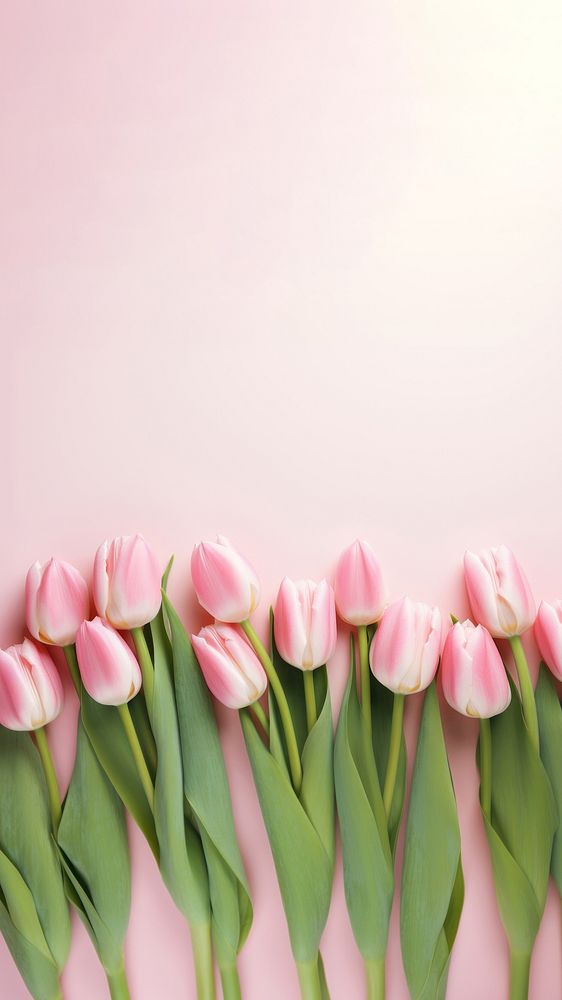 Photo of tulips border on pink background 