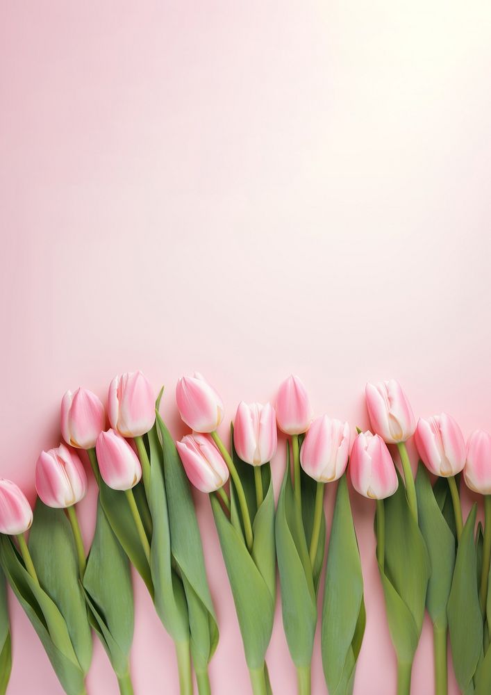 Photo of tulips border on pink background.  