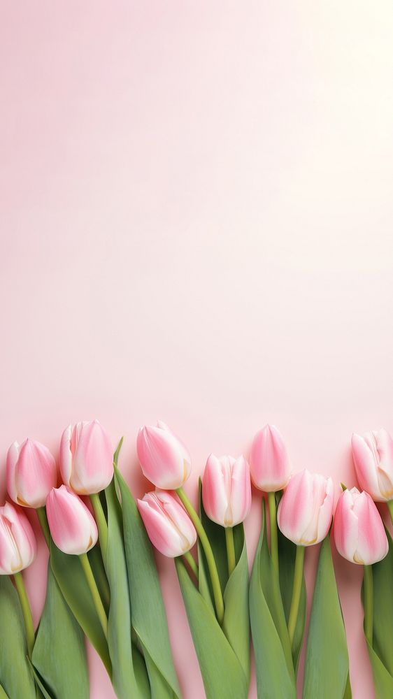 Photo of tulips border on pink background. AI generated Image by rawpixel. 