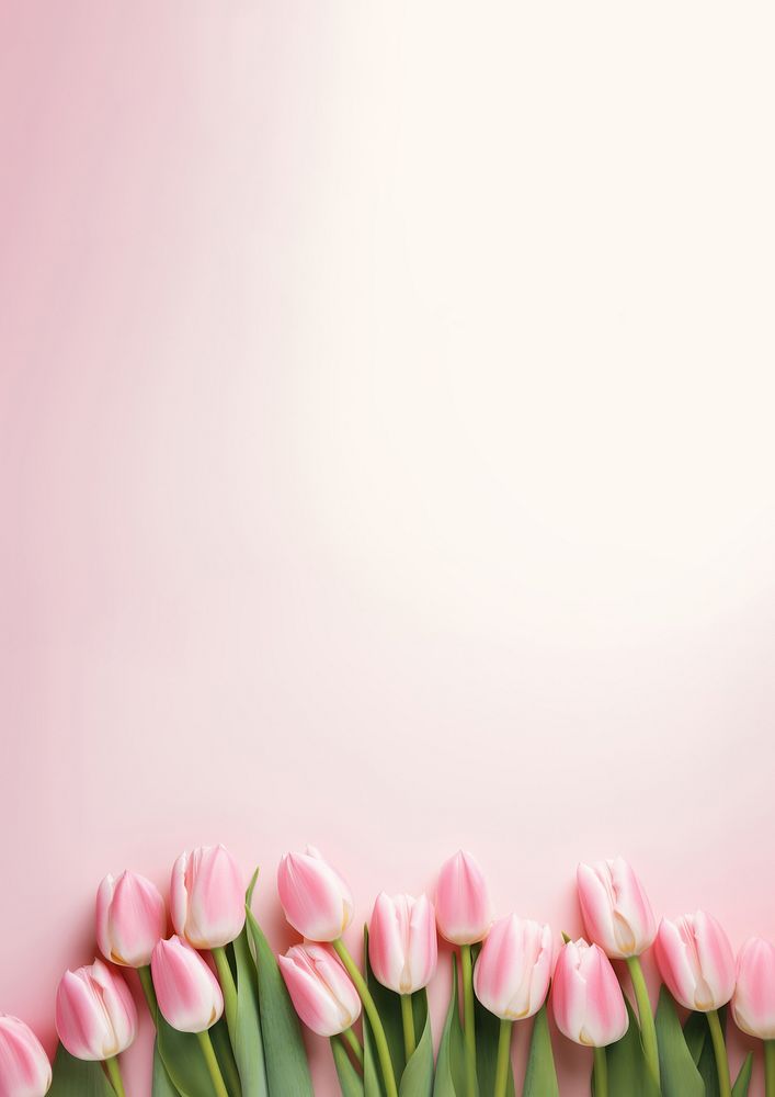 Photo of tulips border on pink background.  