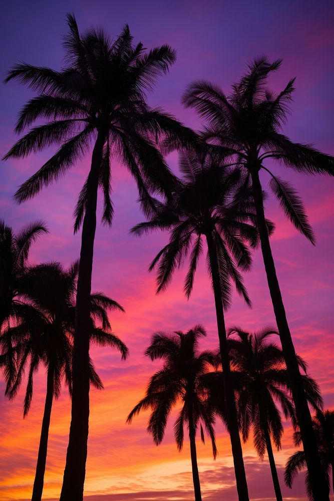 Palm trees silhouette outdoors nature. | Premium Photo - rawpixel