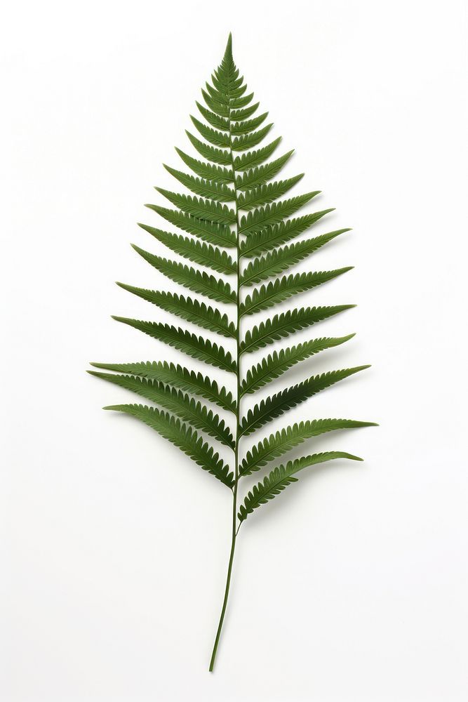 Fern leaf plant green freshness. AI generated Image by rawpixel.
