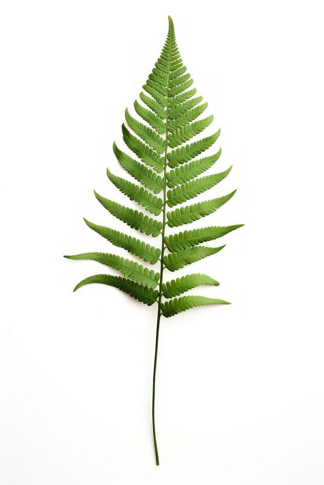 Fern leaf plant freshness nature. AI generated Image by rawpixel.