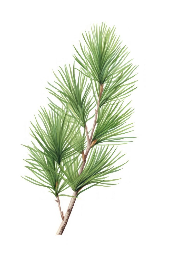 Pine plant tree white background. AI generated Image by rawpixel.