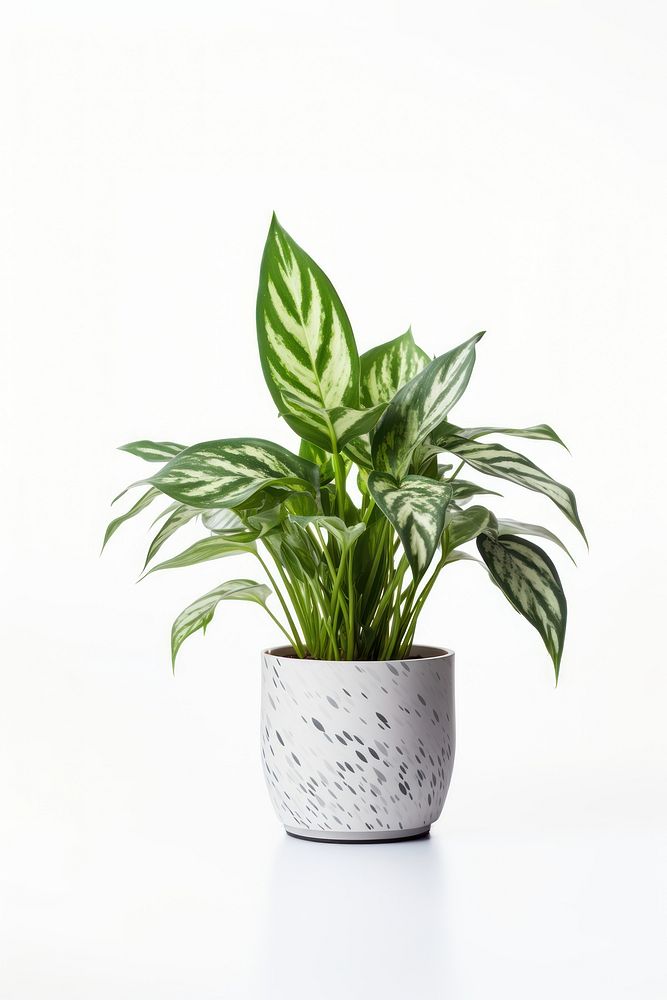 Chinese evergreen plant leaf vase. | Premium Photo - rawpixel