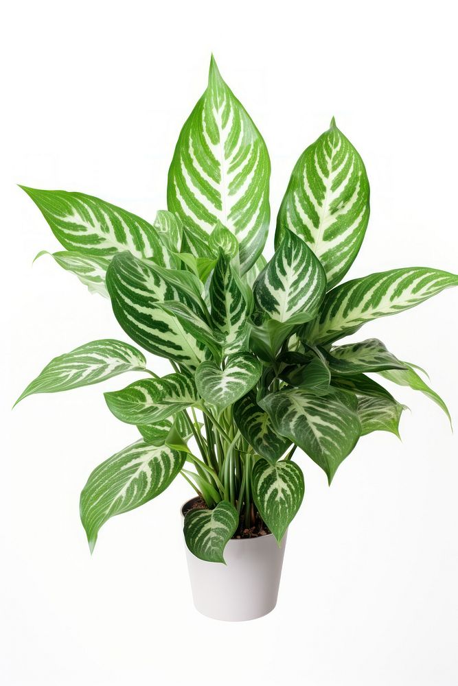 Chinese evergreen plant leaf. AI generated Image by rawpixel.