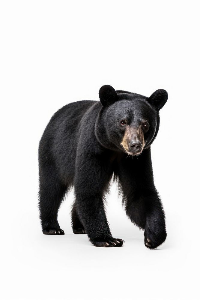 A balck bear wildlife mammal animal. AI generated Image by rawpixel.