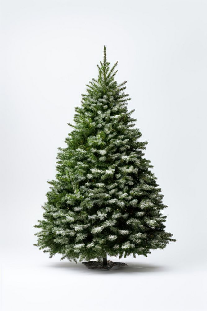 Pine tree for Christmas. AI generated Image by rawpixel.