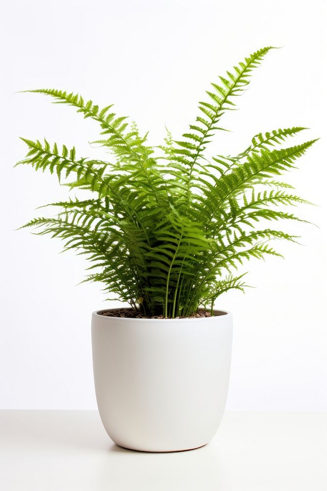Fern plant pot, houseplant. AI generated Image by rawpixel.