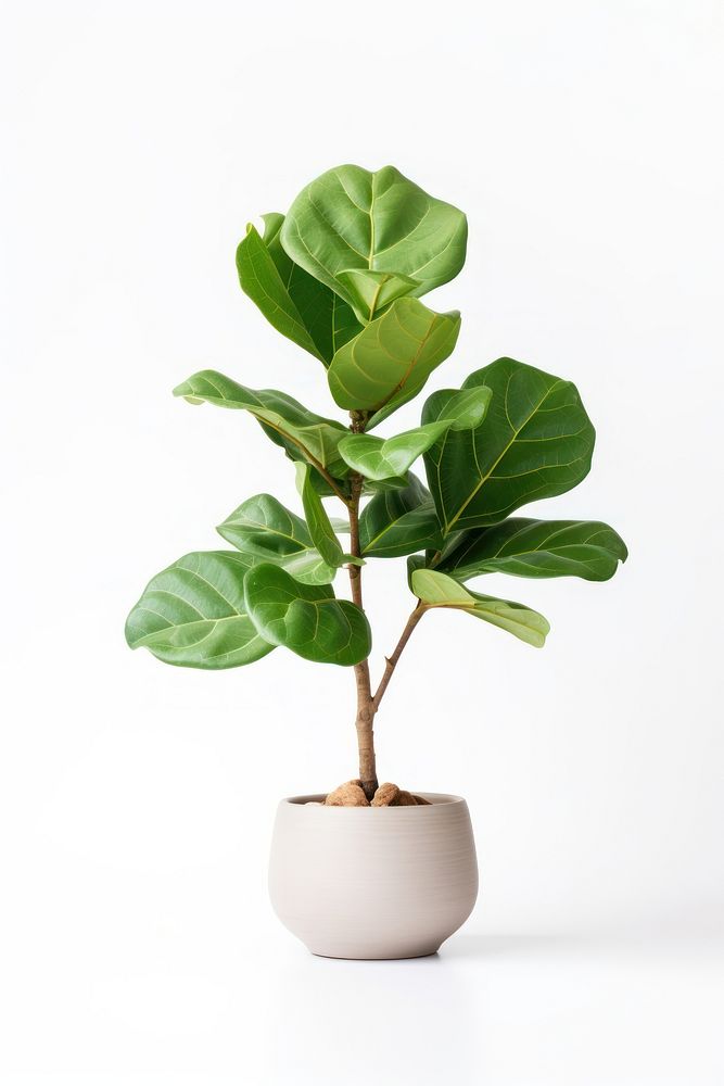 Fiddle fig plant leaf, houseplant. AI generated Image by rawpixel.