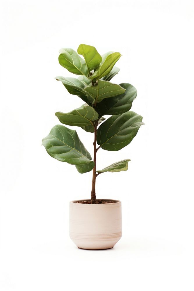 Fiddle fig plant leaf, houseplant. AI generated Image by rawpixel.